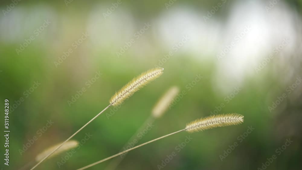 Grass and Blurred Background Grass and Blurred Background