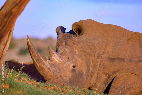 White Rinosorus In green grass land Free State photo