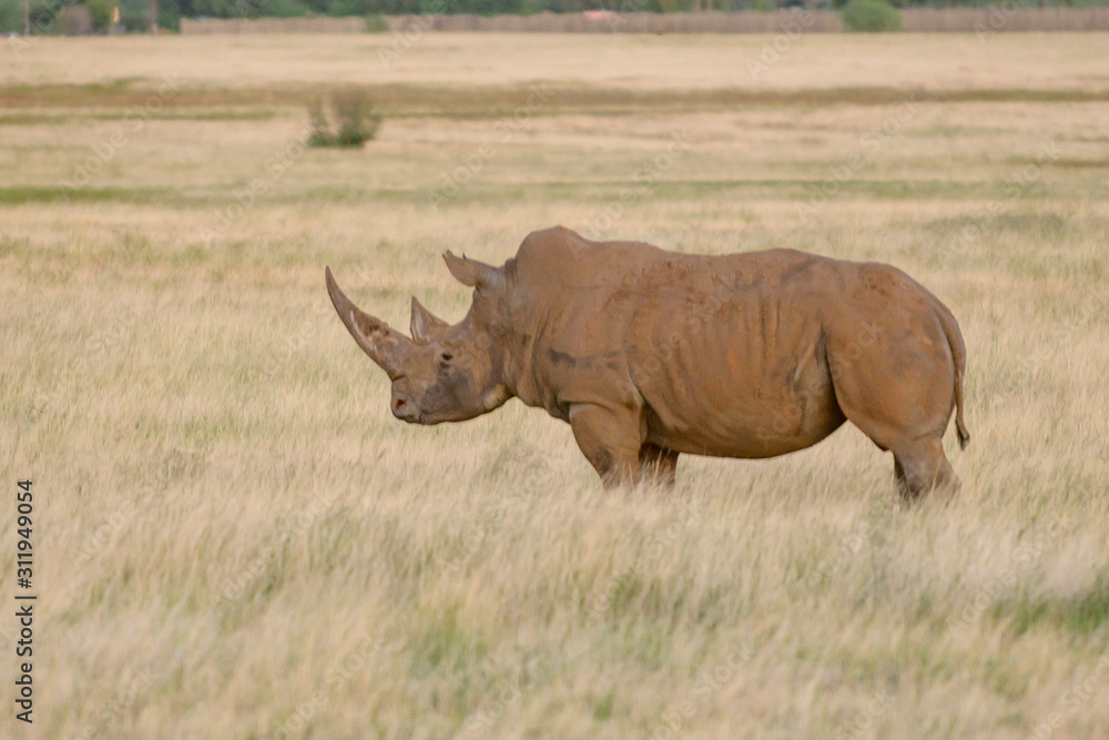 Fototapeta premium White Rino In green grass land Free State