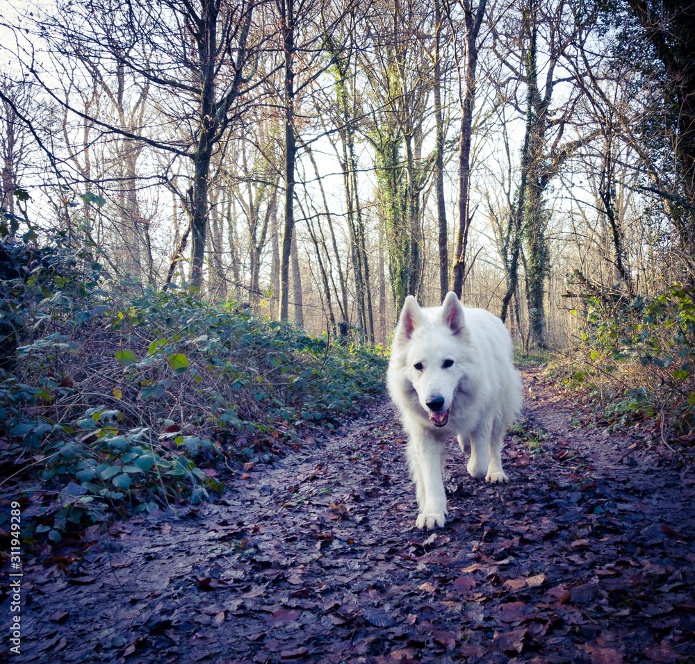 dog in the park dog in the park