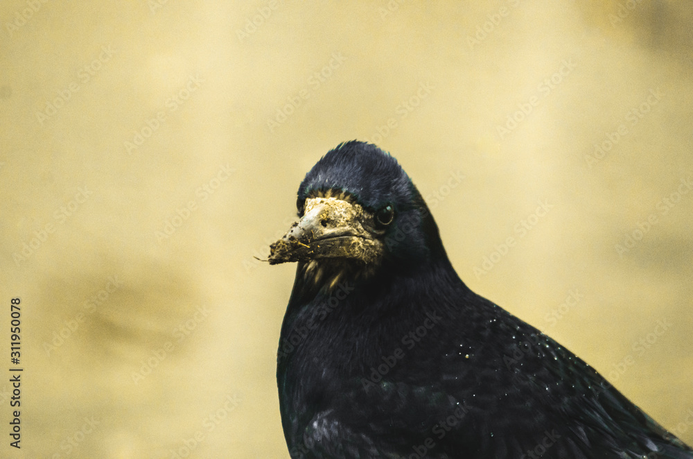 Portrait of a rook with a big dirty beak on a simple background Portrait of a rook with a big dirty beak on a simple background