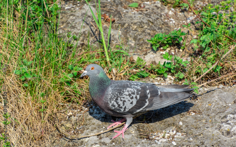 Obraz premium Taube grau