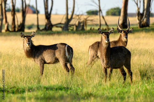 Photography Waterbuck In green Grass south Africa
