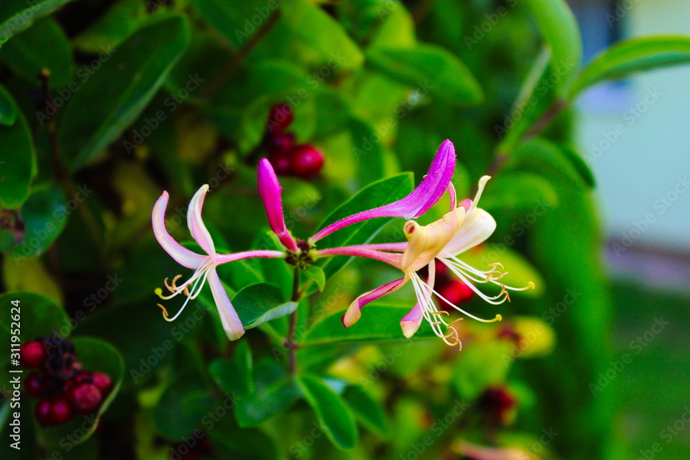 Honeysuckles with a green background Honeysuckles with a green background