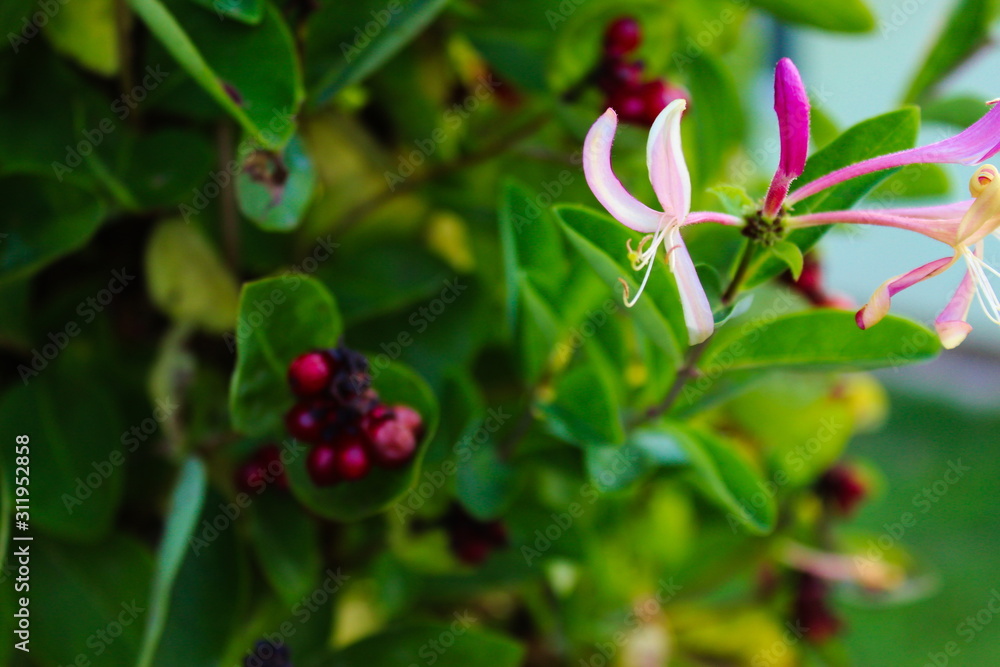 Honeysuckles with a green background Honeysuckles with a green background
