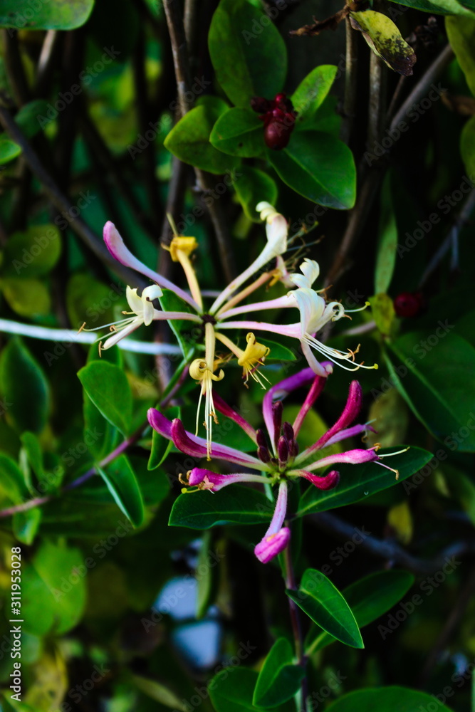Honeysuckles with a green background Honeysuckles with a green background
