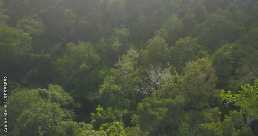 Aerial view of the Amazon rainforest during dawn. Agro-extractive settlement Praialta-piranheira, Pará Brazil. Aerial view of the Amazon rainforest during dawn. Agro-extractive settlement Praialta-piranheira, Pará Brazil.