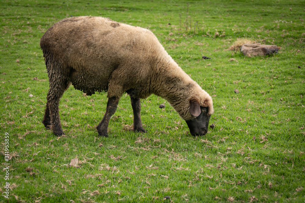 ewe grazing in a cloudy summer day ewe grazing in a cloudy summer day