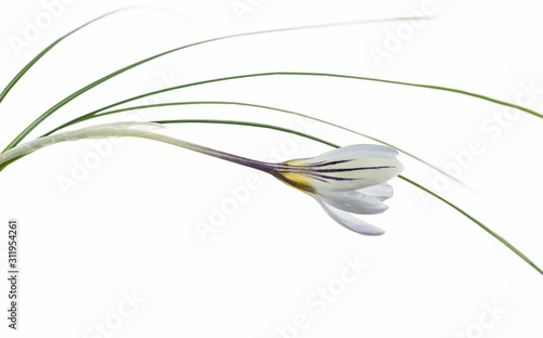 fiore isolato in primo piano di crocus biflorus su fondo bianco photo