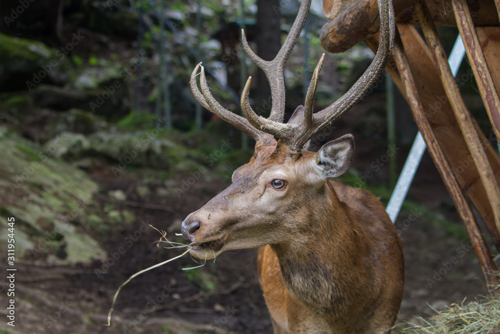 Fototapeta premium cervo maschio che mangia