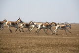 A herd of Wild Ass, Equus hemionus running at little Rann of Kuchh, Gujrat, India.