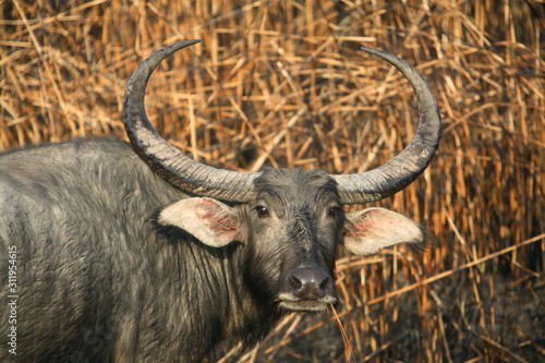 Photography Wild Baffalo, Bubalus arnee, at Kaziranga National Park, Assam, India