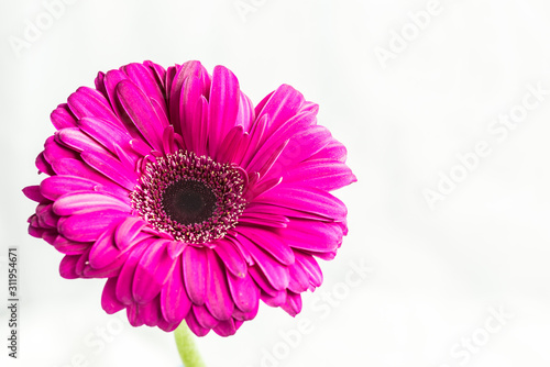 Isolated Pink Gerbera Daisy