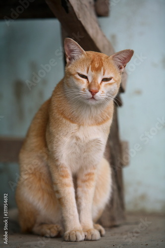 Domestic cat, Felis catus, at Assam, India.
