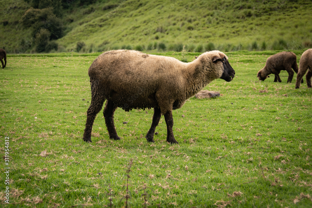 sheep in the field in a cloudy day sheep in the field in a cloudy day