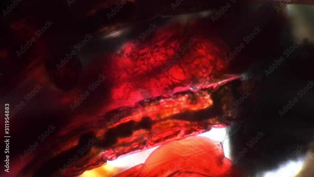 Vidéo Stock Red background of live worm bodies under a microscope. The ...