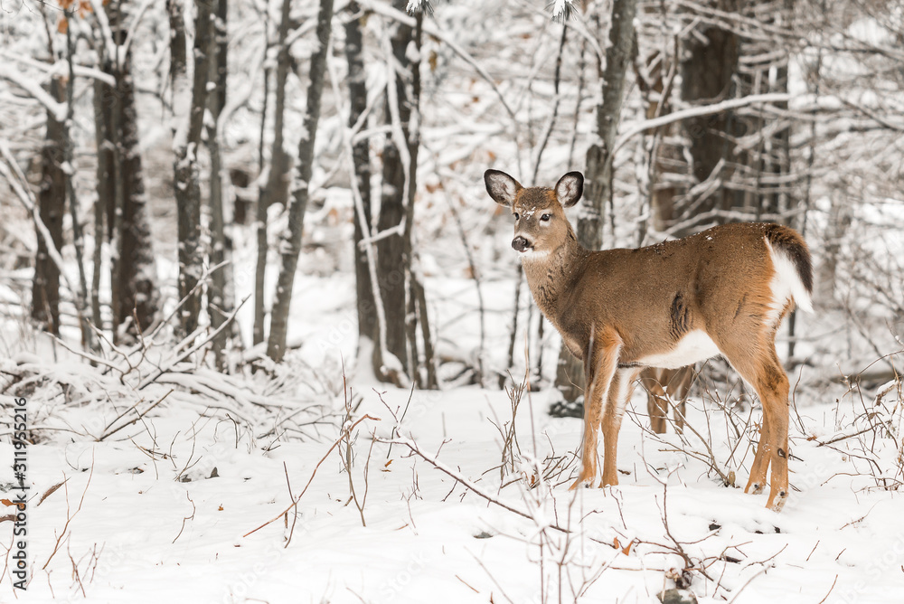 White Tailed Deer in Snowy Woodland White Tailed Deer in Snowy Woodland