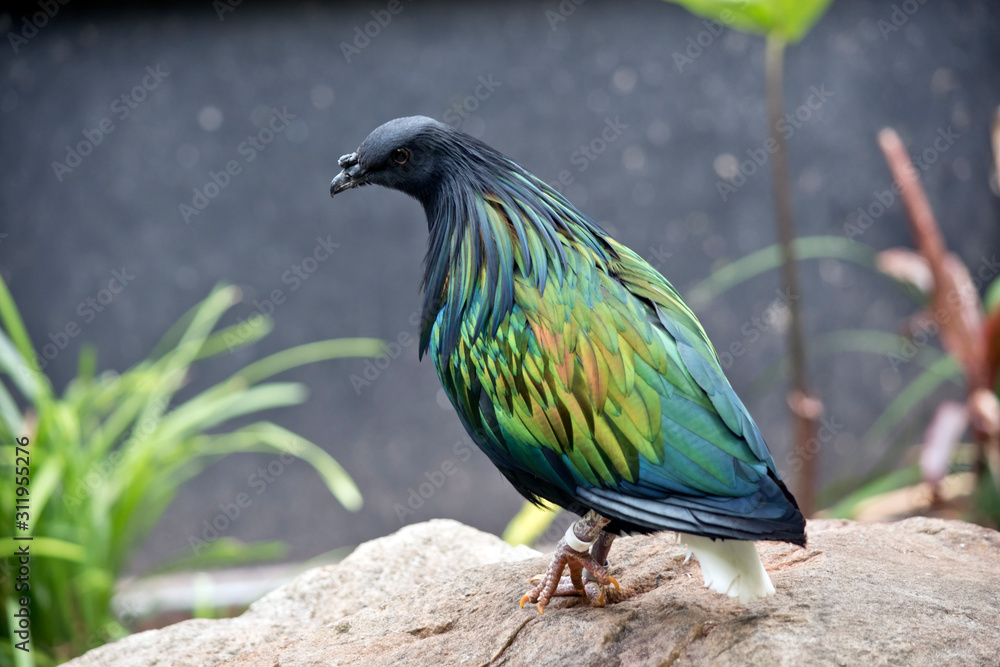 the nicobar pigeon is very colorful