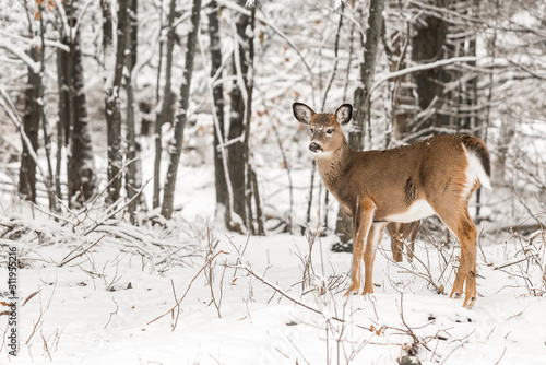 White Tailed Deer in Snowy Woodland