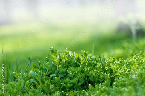 fresh green grass background, young grass bush close-up, spring meadow