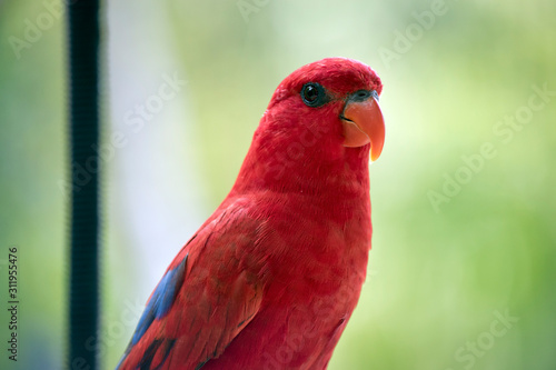 this is a close up of a red lory