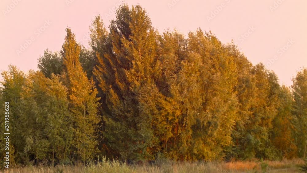 View of autumn trees in a clear Autumn day at sunset. Recorded in Raw on Blackmagic camera. View of autumn trees in a clear Autumn day at sunset. Recorded in Raw on Blackmagic camera.