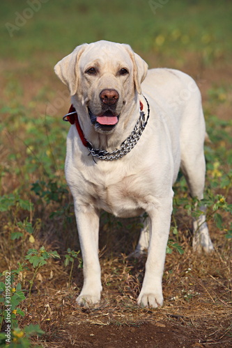Pet Labrador, Male © RealityImages