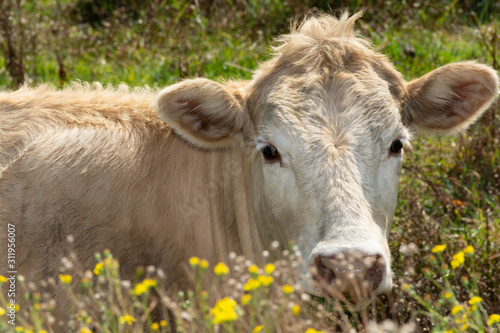 White cow seeing over the flowers