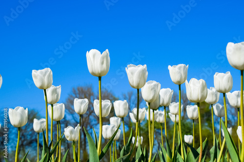 Fototapeta Naklejka Na Ścianę i Meble -  Better tulip flowers against the blue sky. A flower bed with tul
