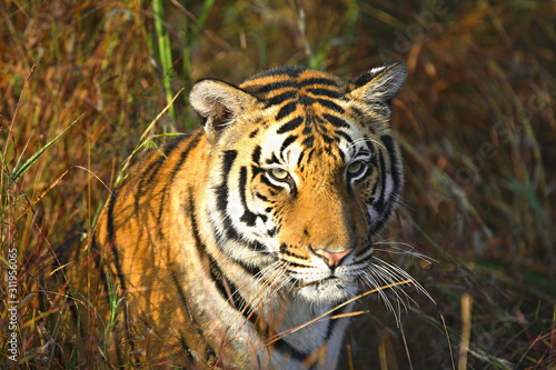 Tigeress (Panthera tigris), Female at Kanha National Park, MP, India
 photo