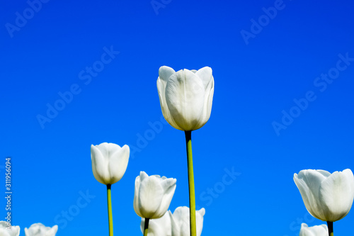 Better tulip flowers against the blue sky. A flower bed with tul photo