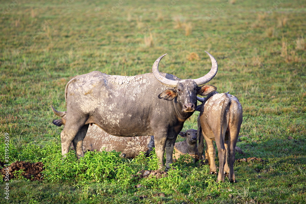 Wild Buffulo (Bubalus Bubalis), at Kaziranga National Park, Assam, India
Wild Buffulo (Bubalus Bubalis), at Kaziranga National Park, Assam, India
