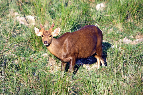 Hog Deer (Axis porcinus), at Kaziranga National Park, Assam, India photo