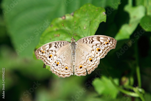 Grey Pansy butterfly (Junonia atlites) at Kaziranga National Park, Assam, India photo