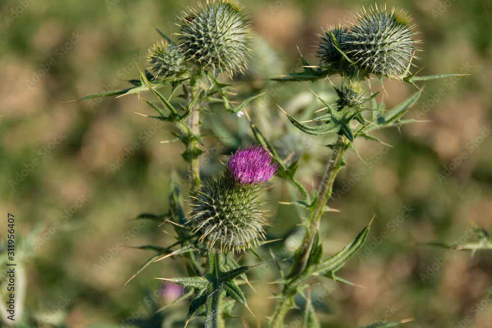 Thistle cocoon in the forest Thistle cocoon in the forest