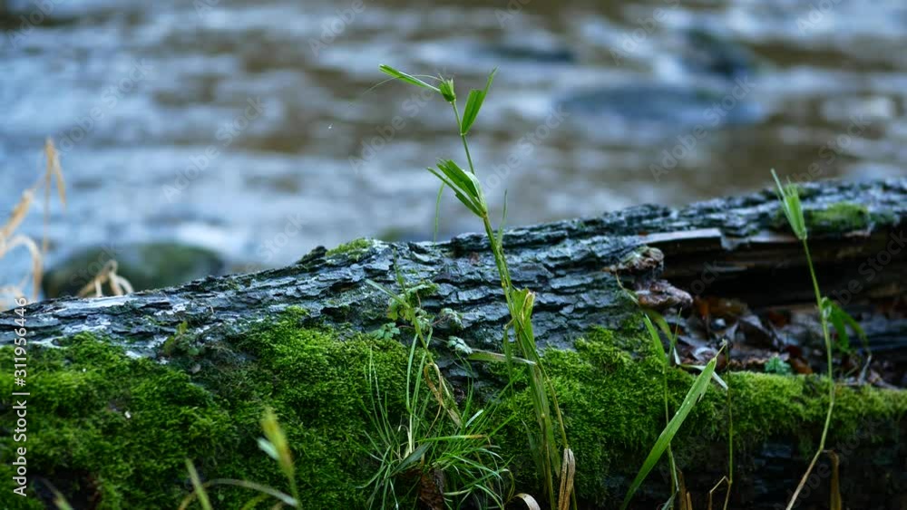 Mossy Tree Trunk and Water Stream in Background Mossy Tree Trunk and Water Stream in Background