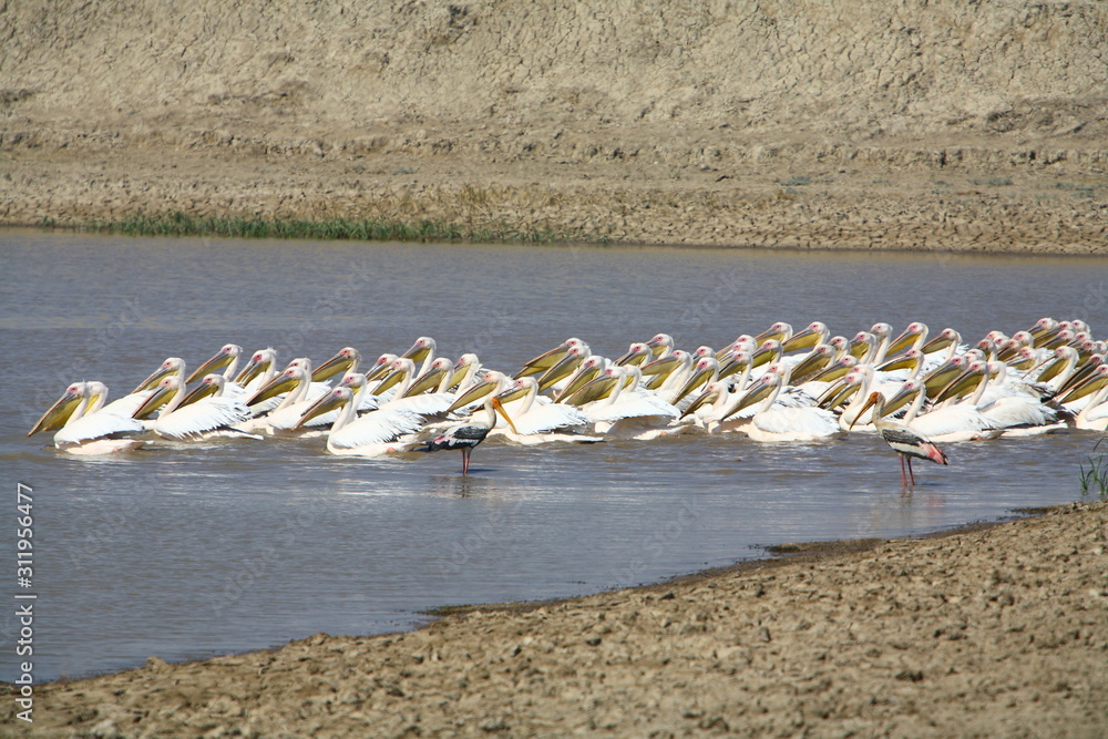 A flock of Rosy Pelicans (Pelecanus Onocrotalus) fishing in the small lake at Little Rann of Kutchh Gujrat India 