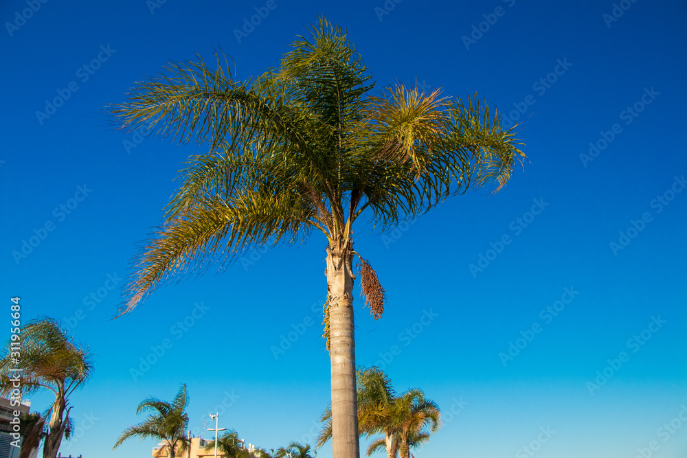 Fototapeta premium palm tree against blue sky