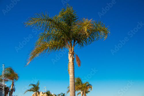 Fototapeta Naklejka Na Ścianę i Meble -  palm tree against blue sky
