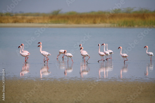 A flock of Lesser Flamingo (Phoenicopterus minor) at Little Rann of Kutchh Gujrat India  photo