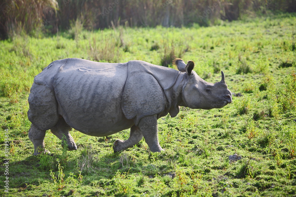 Obraz premium One Horned Rhino (Rhinoceros unicornis) at Kaziranga National Park Aasam India 