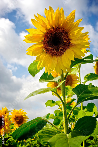 Sonnenblumenfeld mit Sonnenblume im Vordergrund photo