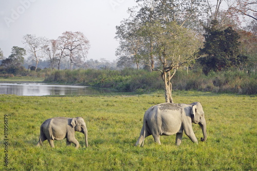 Indian Elephant - Mother and baby (Elephas maximus indicus) at Kaziranga National Park Aasam India  photo