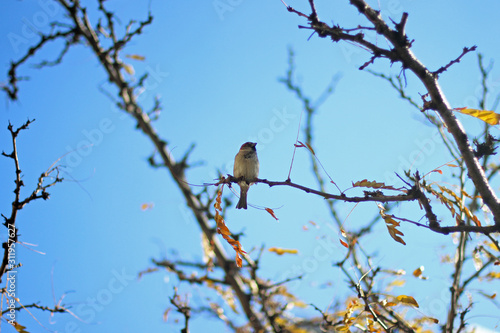 Sparrow sitting in the branches of a tree