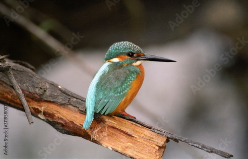 Common Kingfisher-Alcedo atthis, at Keoladeo National park, Rajasthan, India