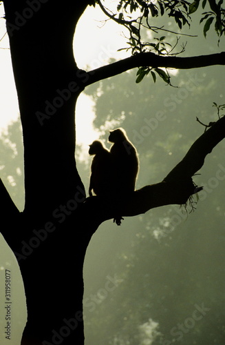 Pair of Common Langur, Prsbytis entellus, Kanha National Park, Madhya Pradesh, India. photo