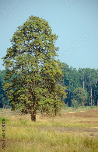 Sal Tree, Shauria robhusta, Kanha National Park, Madhya Pradesh, India.