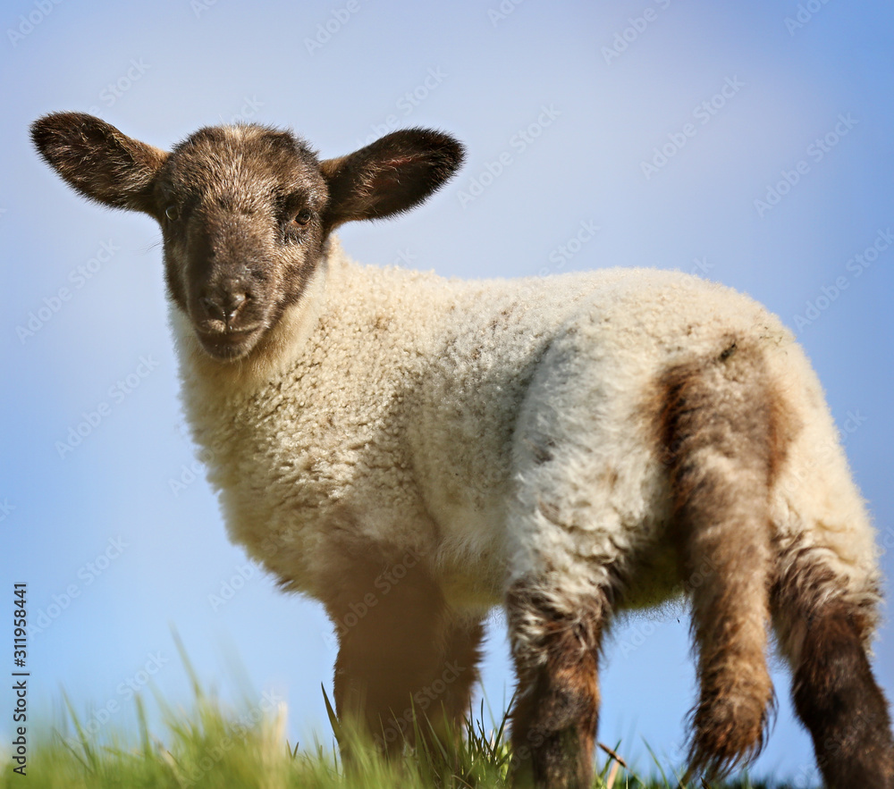 A newborn lamb in Scotland. 