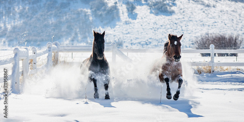 Two horses galloping through the snow in the winter. 