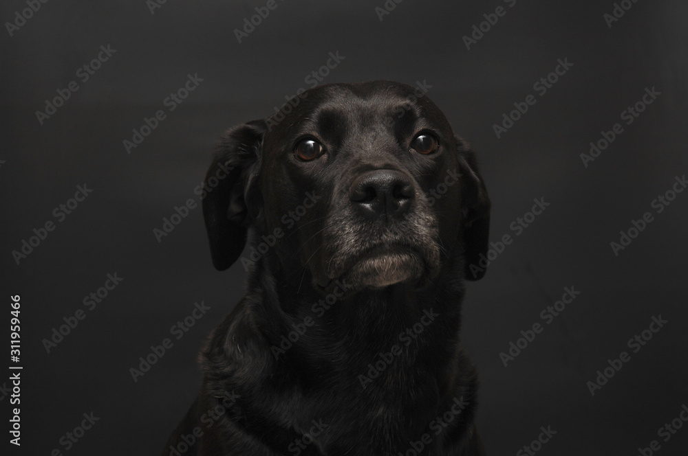 Fototapeta premium black labrador